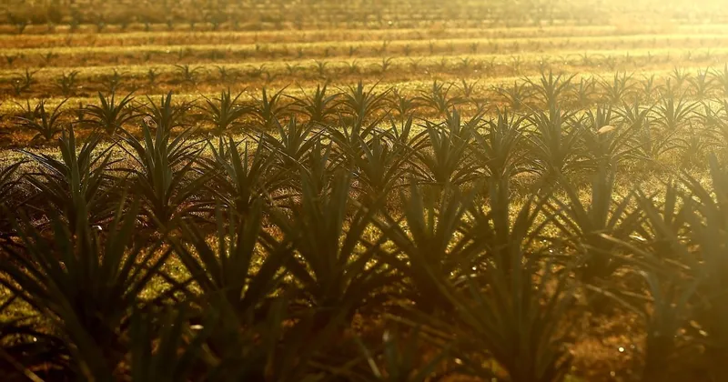 Ganador del Grammy y fundadora de Grupo Tashas harán aguardiente de agave similar al tequila