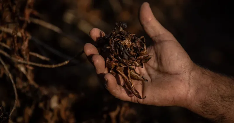 Del arroz al café: El Niño 2026 pondría en riesgo estos alimentos de la canasta básica en América Latina