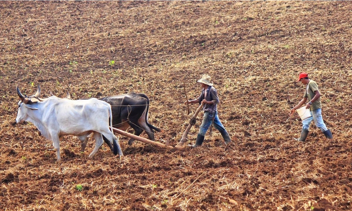 Plan Nacional de Producción apunta a garantizar seguridad alimentaria