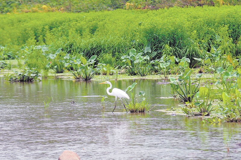 Nicaragua protege sus humedales que funcionan como escudo ante fenómenos climáticos