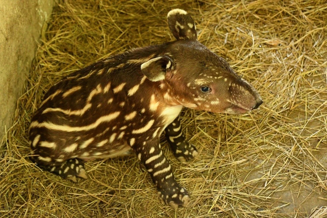 Zoológico Nacional registra segundo tapir macho en cautiverio