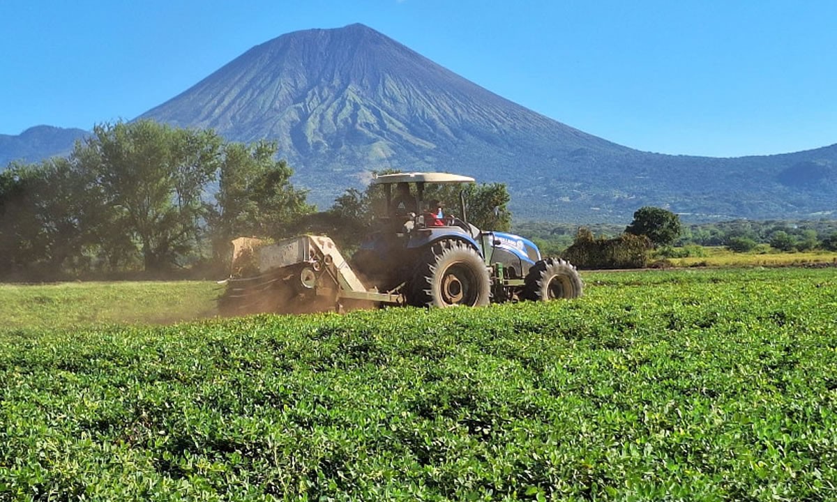 Nicaragua registra récord histórico en cosecha de maní con 3.6 millones de quintales