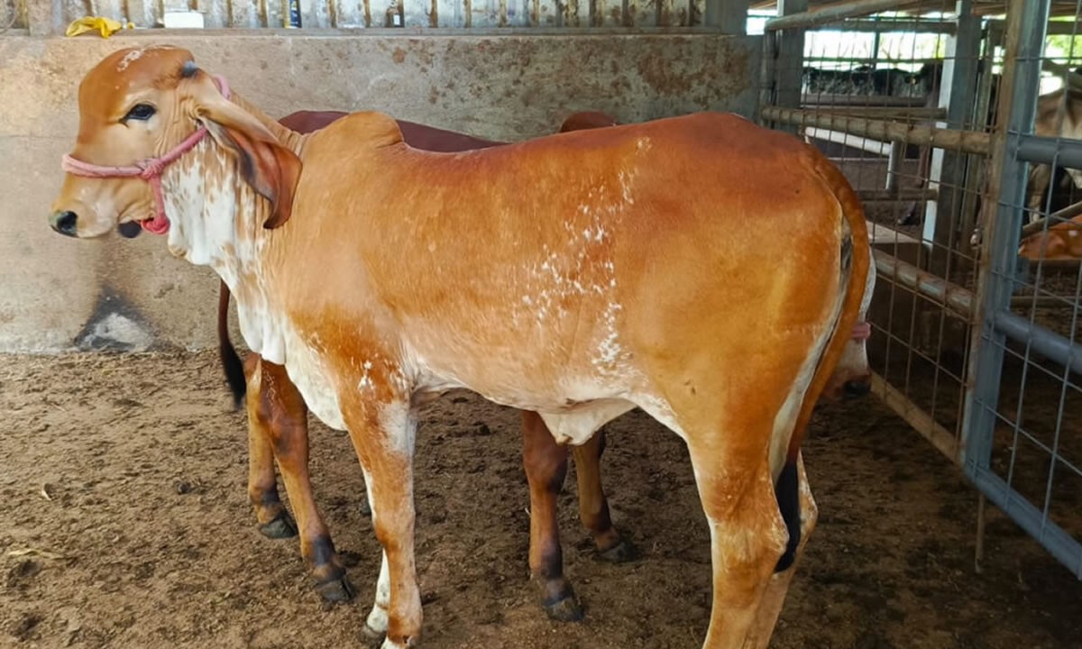 Sector pecuario genera más de 900 millones en divisas a Nicaragua