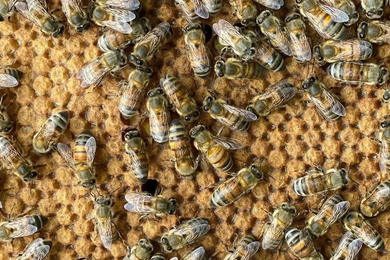 Producción de miel alcanza 800 toneladas en el primer cuatrimestre