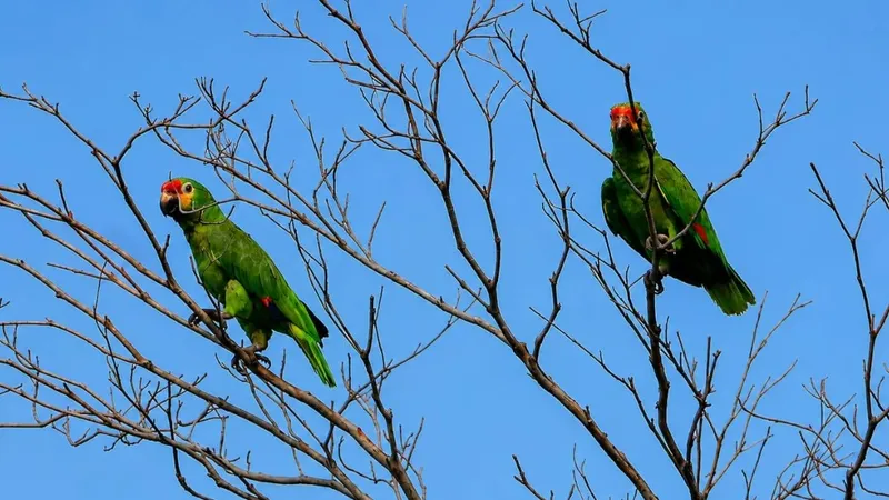 Así se vivió el avistamiento de aves migratorias desarrollada por MARENA en toda Nicaragua