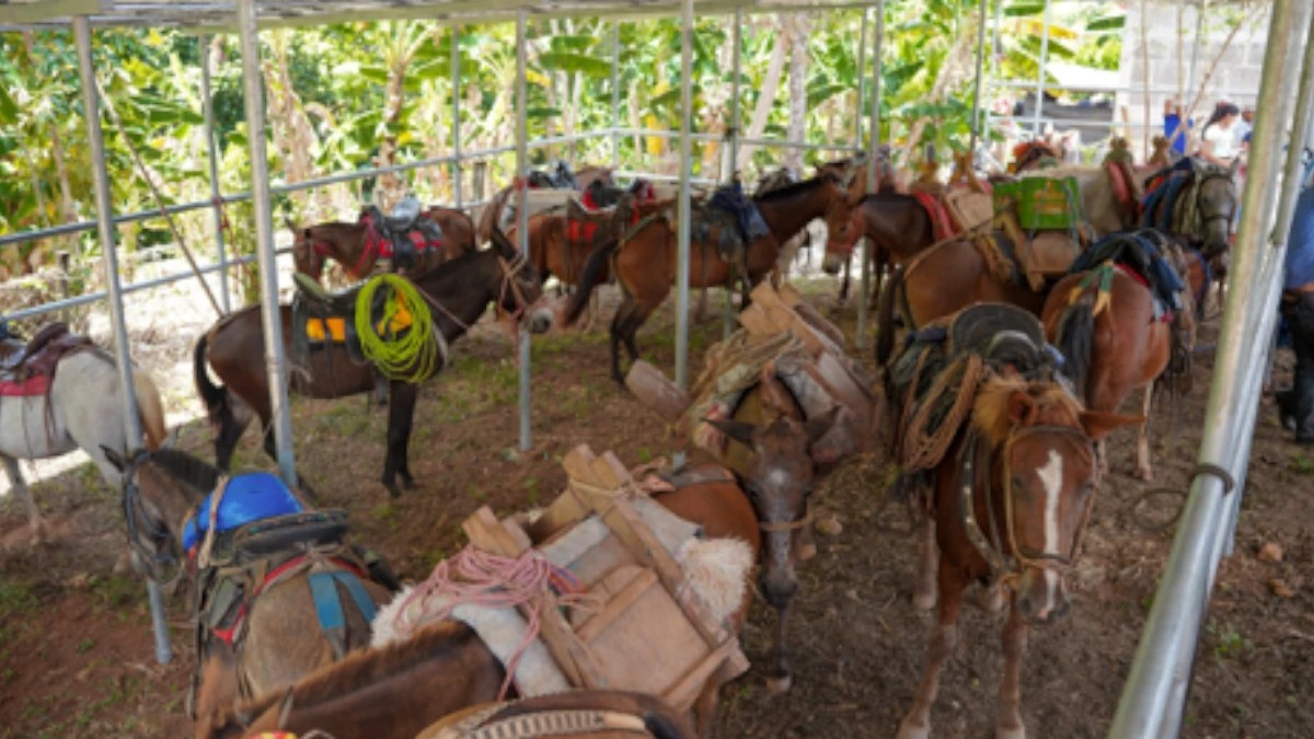 IPSA inaugura área de descanso para equinos en Bocana de Paiwas, Caribe Norte