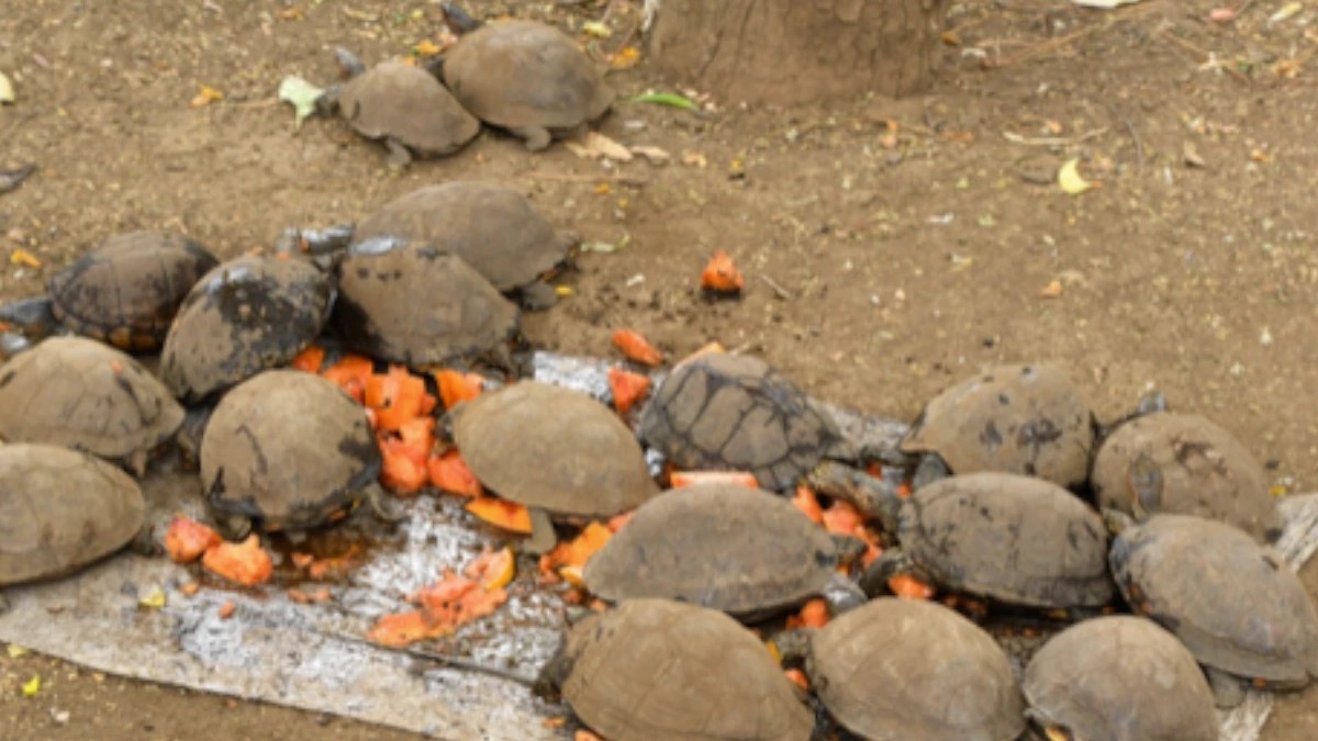 Nicaragua fortalece exportación sostenible de fauna con 20 permisos CITES en enero 2026