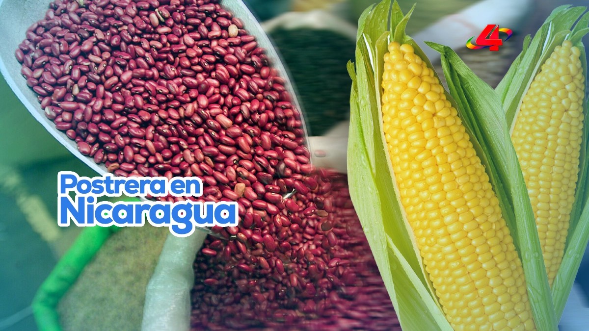 Producción de postrera crece 28% en maíz y reporta avances en frijol en Nicaragua
