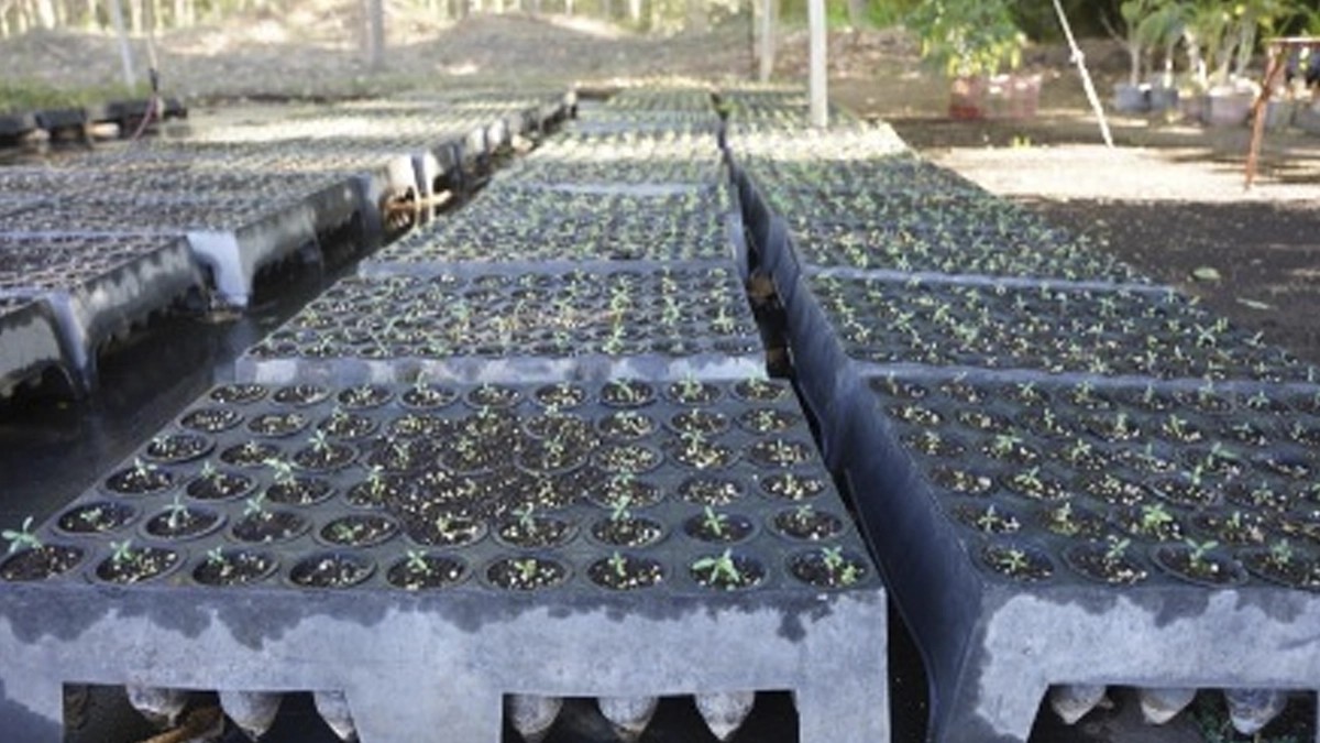 MARENA producirá más de 100 mil plantas forestales en 2026