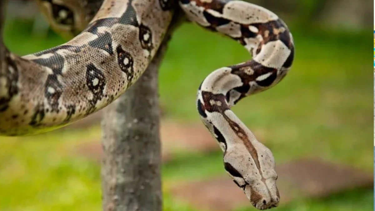 MARENA actualiza el Sistema Nacional de Vedas 2026 para proteger flora y fauna silvestre