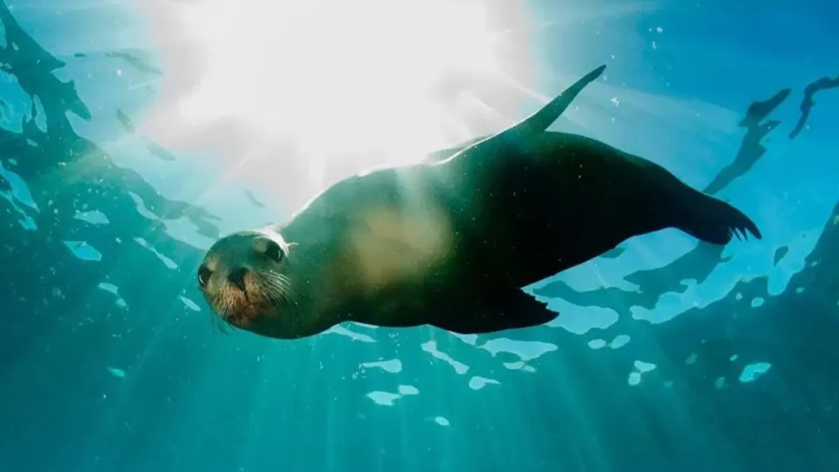 Brasil crea áreas protegidas en Río Grande del Sur por biodiversidad y sostenibilidad