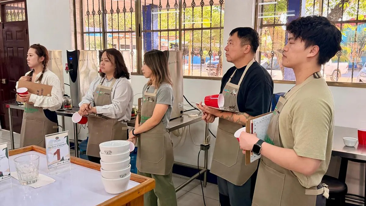 Café nicaragüense brilla: Dipilto obtiene primer lugar en “The Best of Maragos 2026”