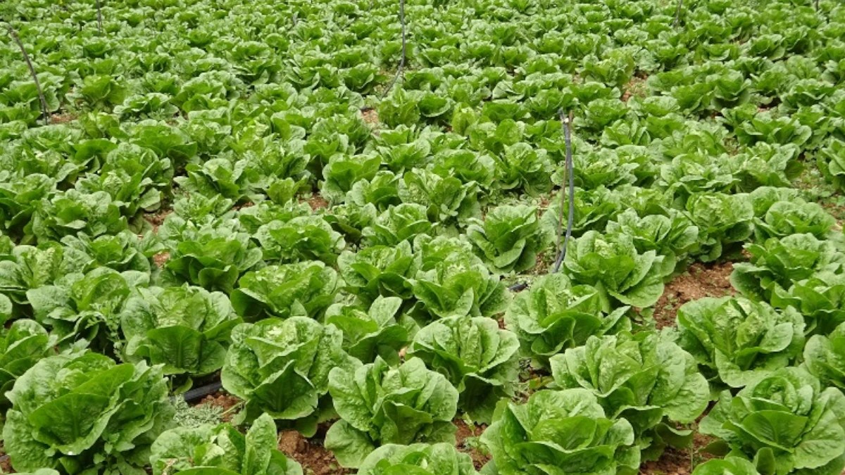 MAG reporta alta producción de lechuga y estabilidad en los mercados
