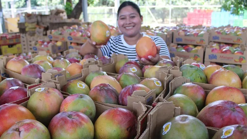 Producción de mango fortalece exportaciones y generación de ingresos en Nicaragua