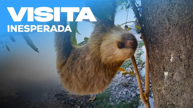 Familia de Estelí recibe inesperada visita de un perezoso
