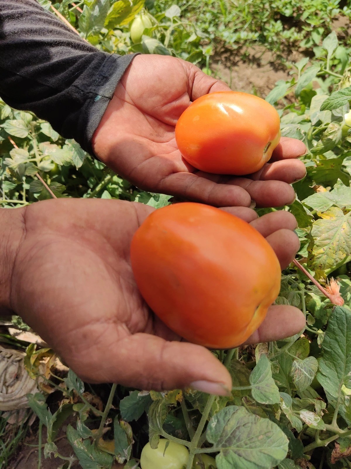 MAG estima cosecha superior a 100 mil quintales de tomate en marzo