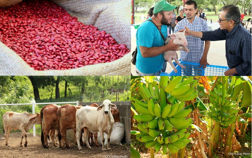 Sistema de Producción presentará informe del pasado ciclo productivo