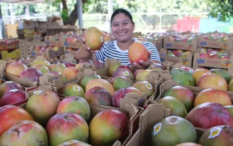 Producción de mango al mes de mayo 2026