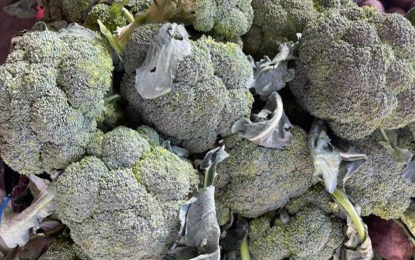 MAG reporta más de 127 mil unidades de brócoli cosechadas en enero 2026