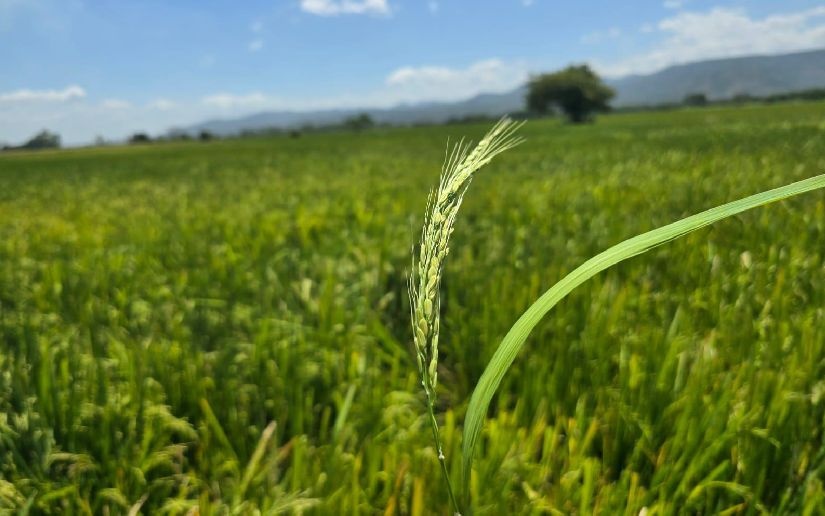 Siembra de 42 mil 700 manzanas de arroz de riego refuerza economía en Nicaragua