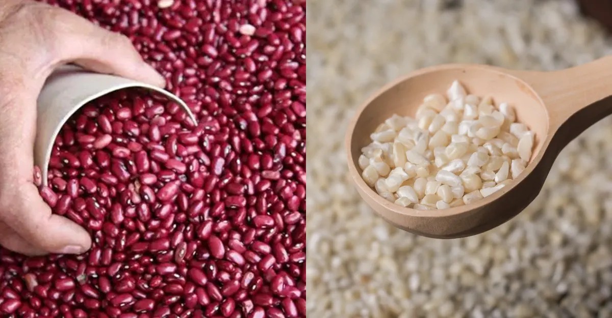 Producción nacional avanza con buenas proyecciones en maíz y frijol