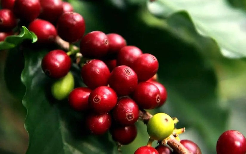 Cierre de Cosecha Cafetalera 2025-2026 se efectuará este 21 de marzo