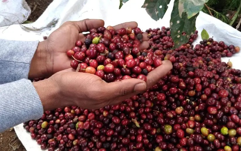 Acto Nacional de Cierre de la Cosecha Cafetalera será este sábado