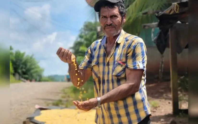 Producción de maíz en Apante 2025/2026