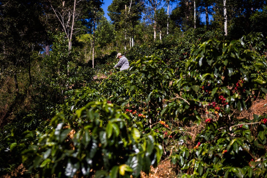 Comité campesino de Guatemala exige cese de represión contra líderes sociales