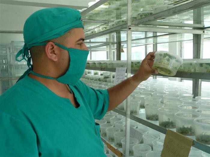 Colaboración científica permite introducir germoplasmas en Villa Clara