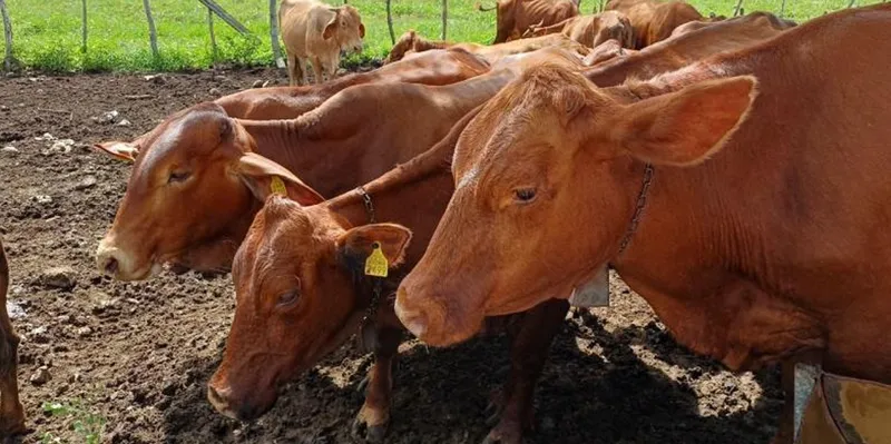 Plaga letal amenaza la ganadería: EE.UU. confirma cuatro nuevos casos