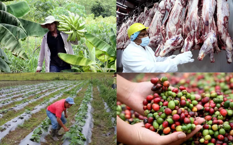 El sector agropecuario fortalece el músculo exportador de Nicaragua