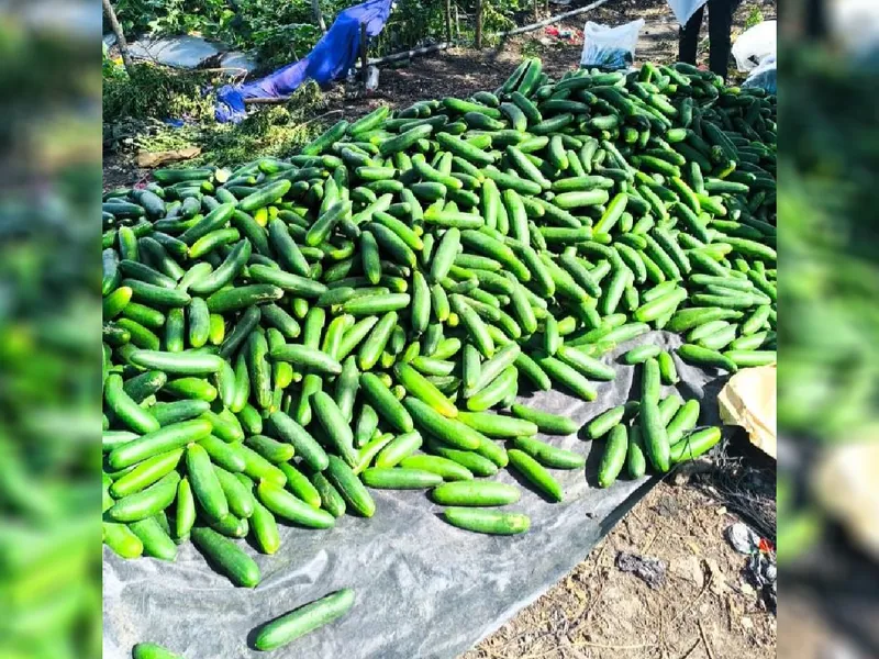 Producción de pepino en septiembre 2026