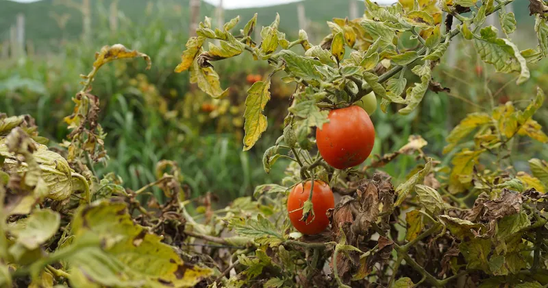 Del maíz al tomate y la carne: cambio climático cambia la inflación y encarece alimentos en todo el mundo