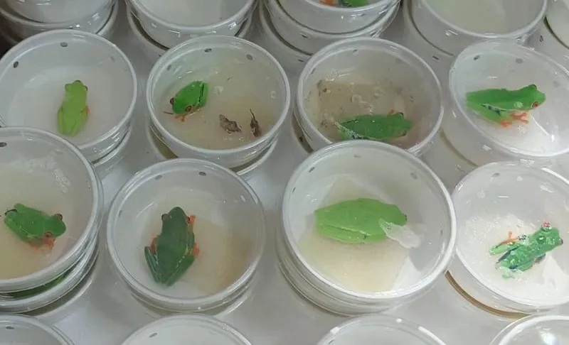 Nicaragua exporta fauna silvestre bajo normas de conservación y comercio internacional