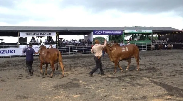 Feria Ganadera Agostina Internacional impulsa economía nacional