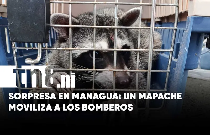 La curiosa aparición de un mapache movilizó a vecinos y bomberos de Managua
