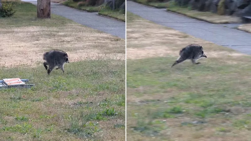 VIDEO: Un mapache de aspecto mutante se convierte en estrella en redes