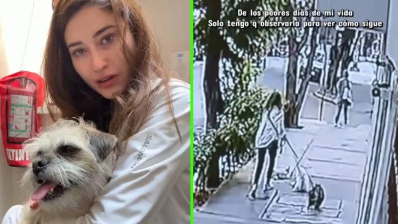 Mascota de la exnovia de ‘Werevertumorro’ sufre IMPACTANTE CAÍDA desde un balcón hasta la calle