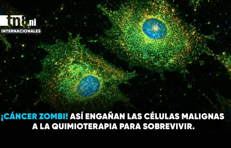 Células cancerosas se convierten en ‘zombis’ para sobrevivir a la quimioterapia