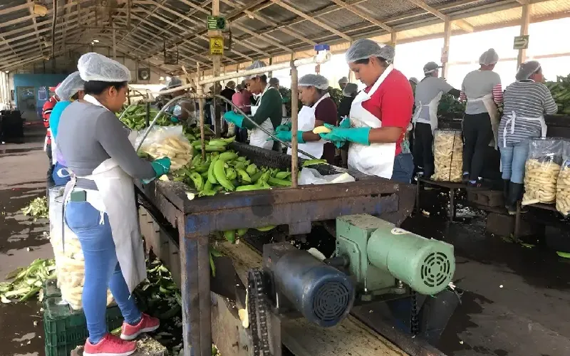 Agroindustria del plátano registra acopio de 11.3 millones de kilogramos en Nicaragua