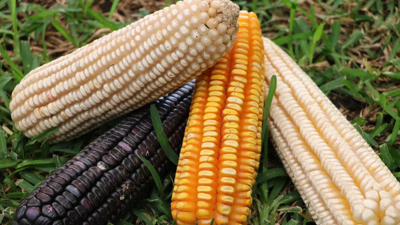 México destinará casi 530 millones de dólares para fortalecer el sector agrícola ante amenaza de El Niño