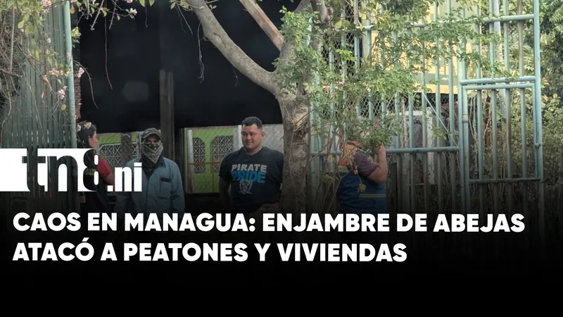 Enjambre de abejas africanizadas deja varios afectados en Managua