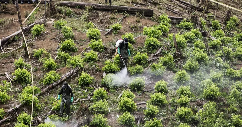 De la Espriella abre puerta a la aspersión con glifosato en cultivos de coca en Colombia