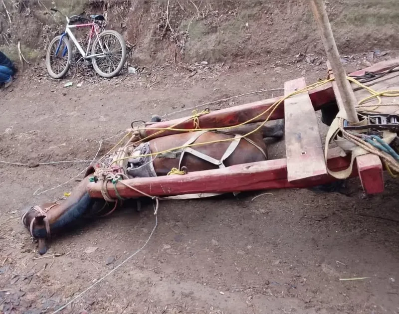 Caballito muere electrocutado al pisar cable energizado en La Paz Centro