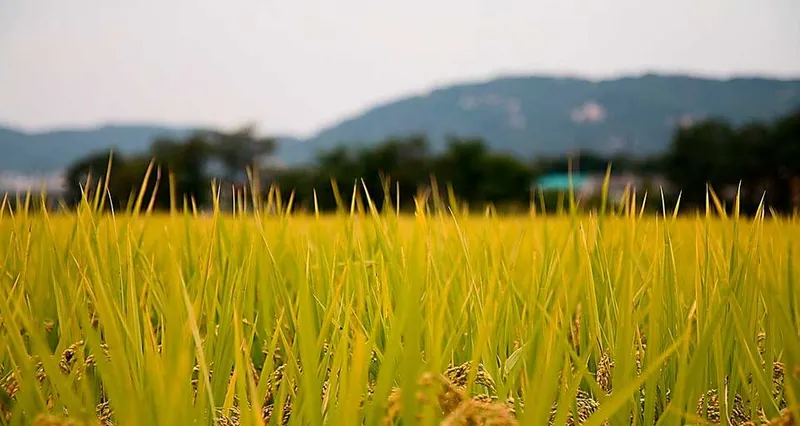 Fevearroz propone mesas técnicas para definir nuevos precios del arroz a nivel de productor