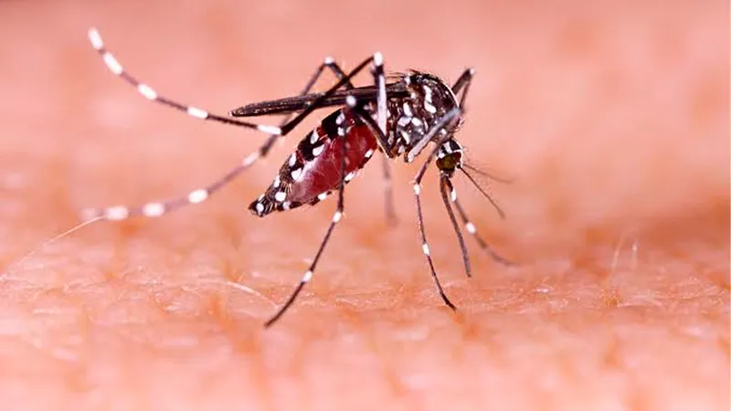 MINSA reporta reducción de casos de malaria e influenza en su informe semanal