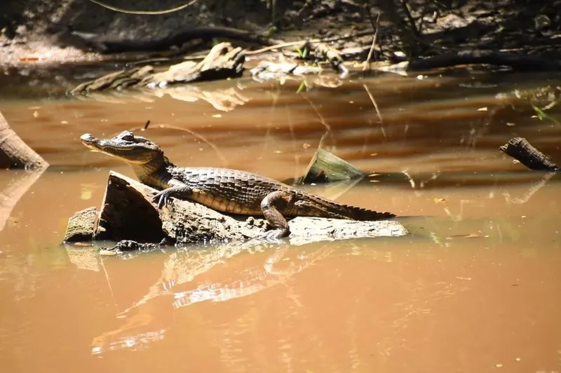 MARENA realiza monitoreo de cuajipales en Refugio de Vida Silvestre Los Guatuzos