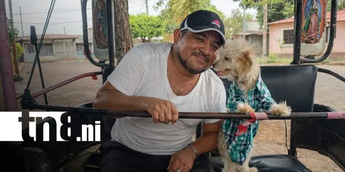 Kira, la perrita protectora que recorre Managua en una caponera