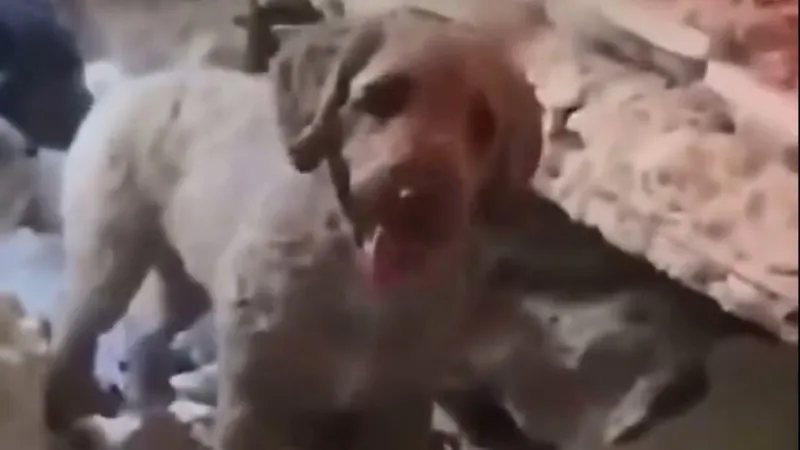 Una valiente perrita ayuda a sacar a sus dueños de los escombros en Venezuela (VIDEO)